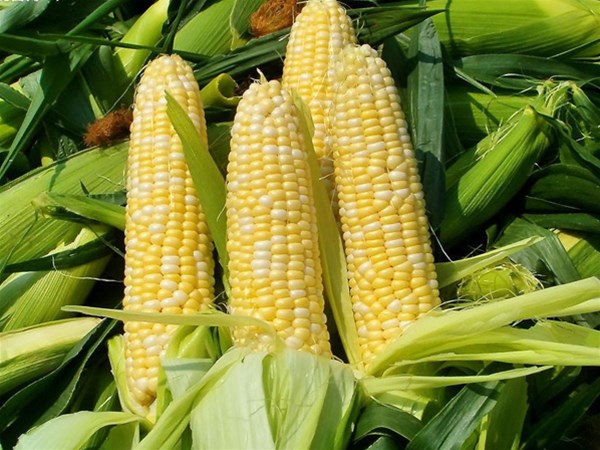 夏季有哪些適合排濕吃的食物？